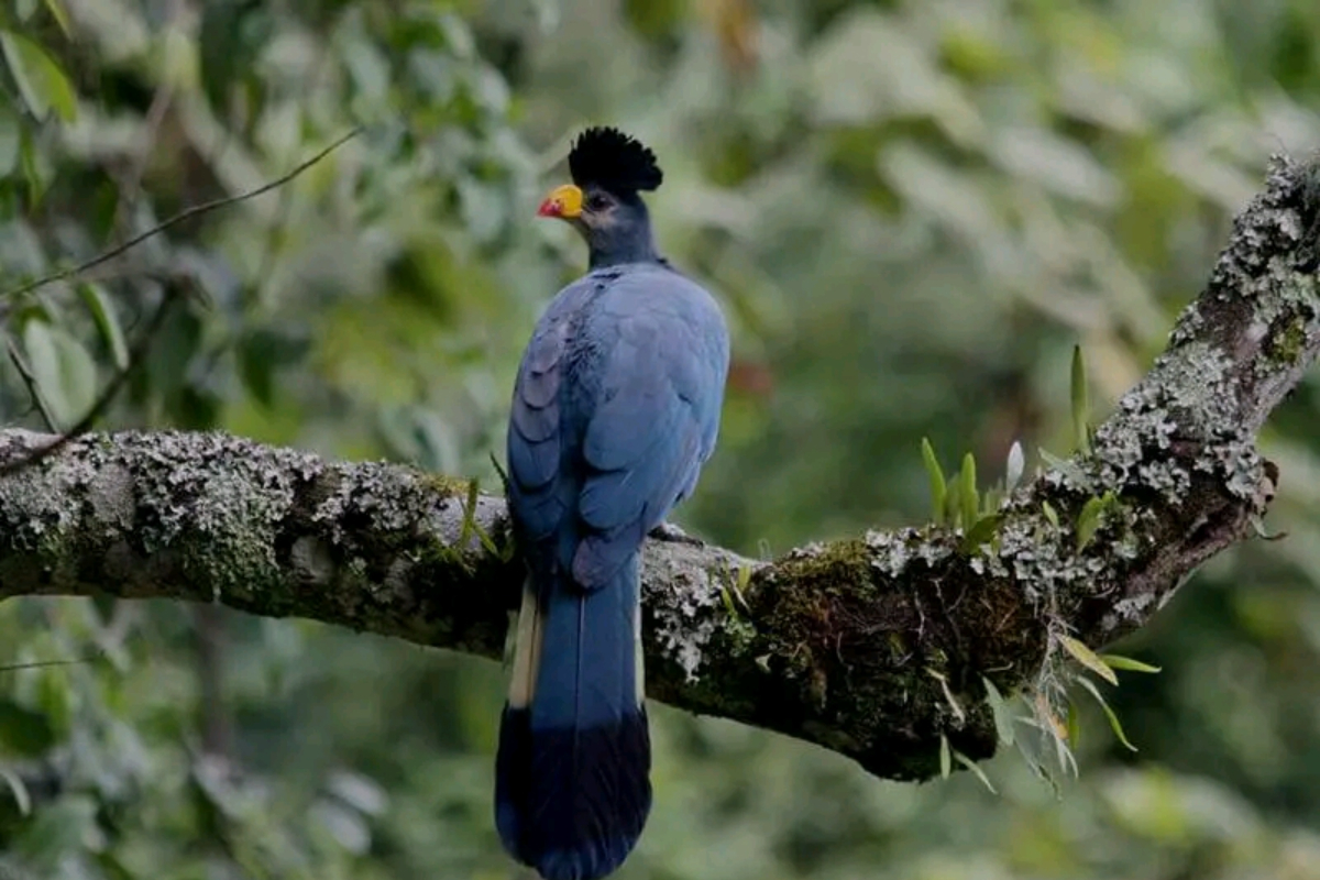 Rwanda birding safari tour in Nyungwe forest park